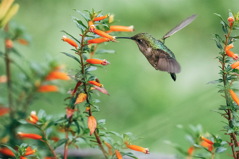 Colibrì in volo