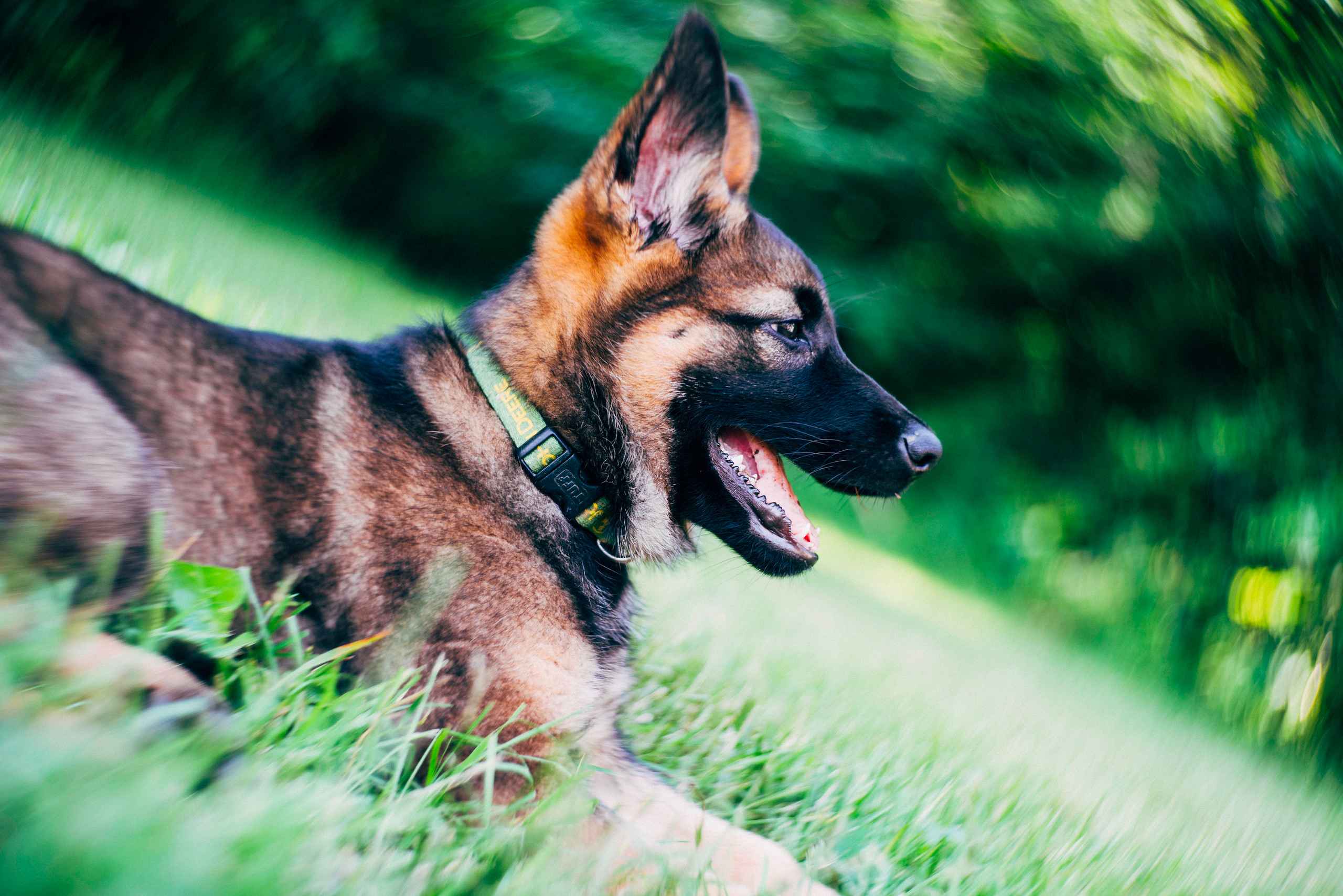 Foto del cane dal basso al suolo