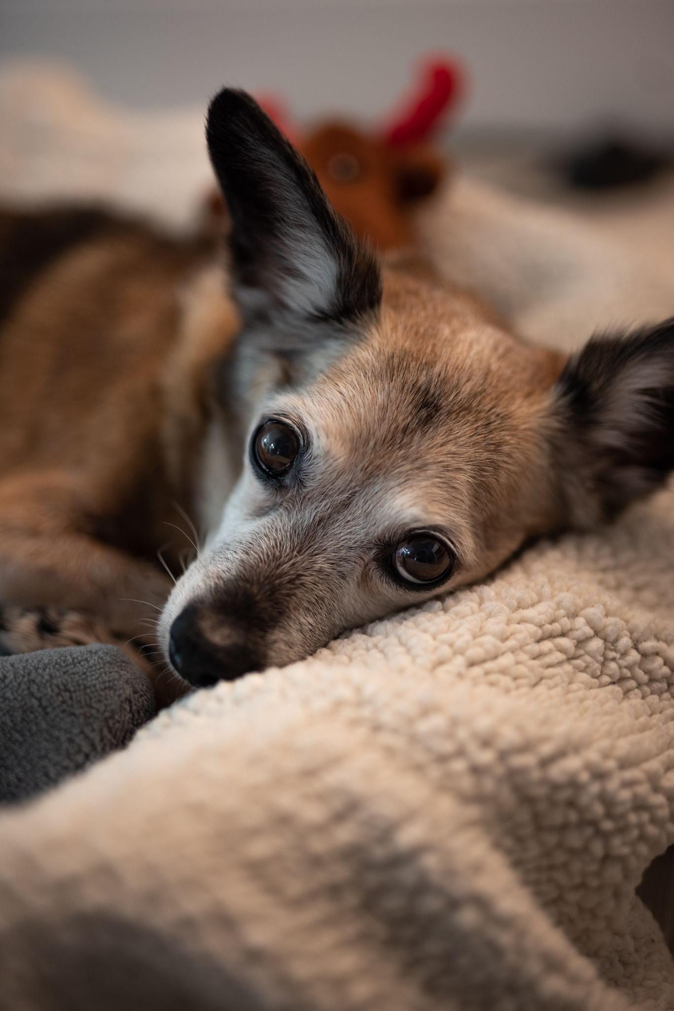 retrato de un perro
