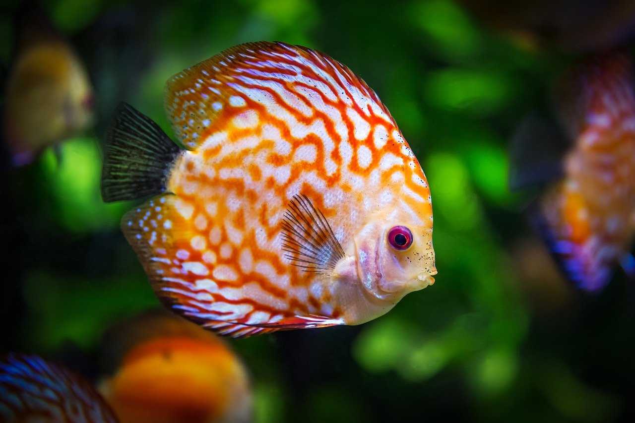 魚は何を食べますか?