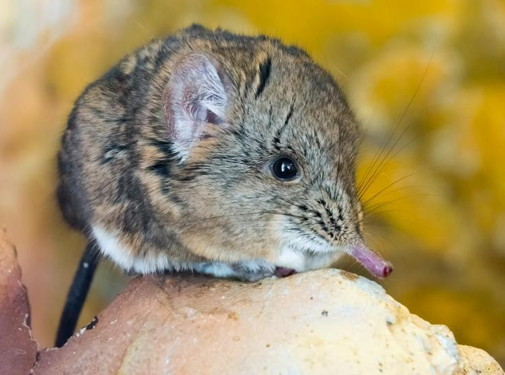 Elefantenspitzmaus