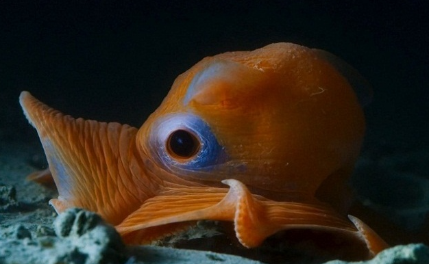 Flapjack-Oktopus