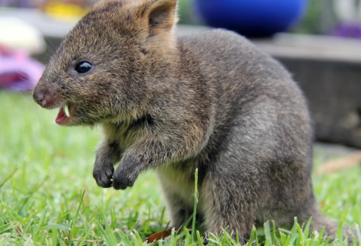 Quokka