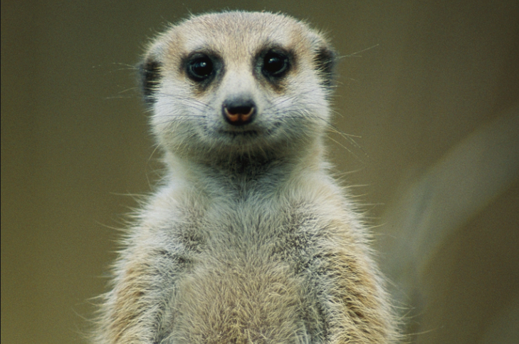 Erdmännchen