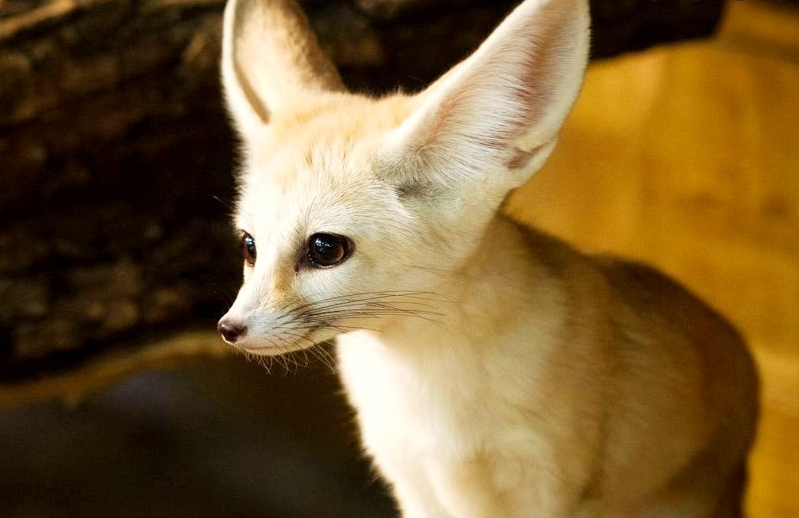 Die süßesten Tiere der Welt