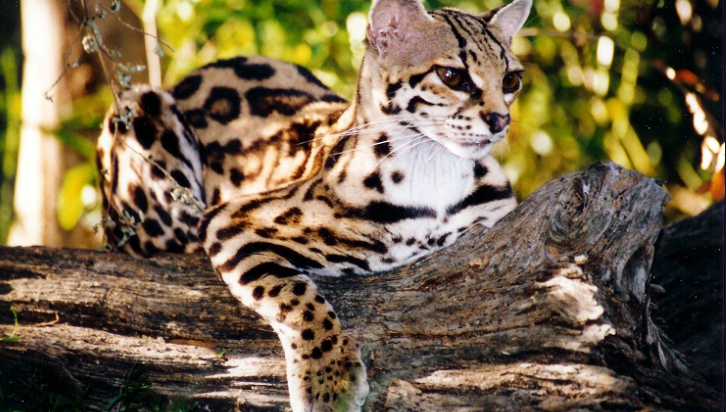 Margay