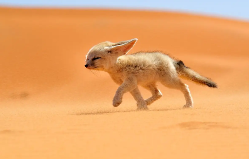 Fennek Fuchs