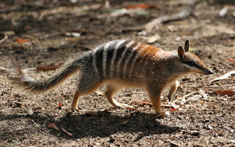 Numbat
