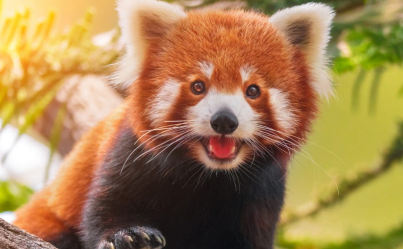 Roter Panda