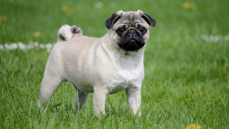 Mops