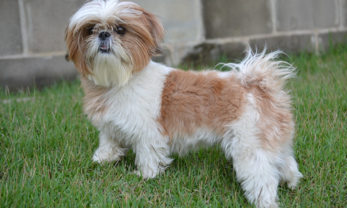 Shih Tzu