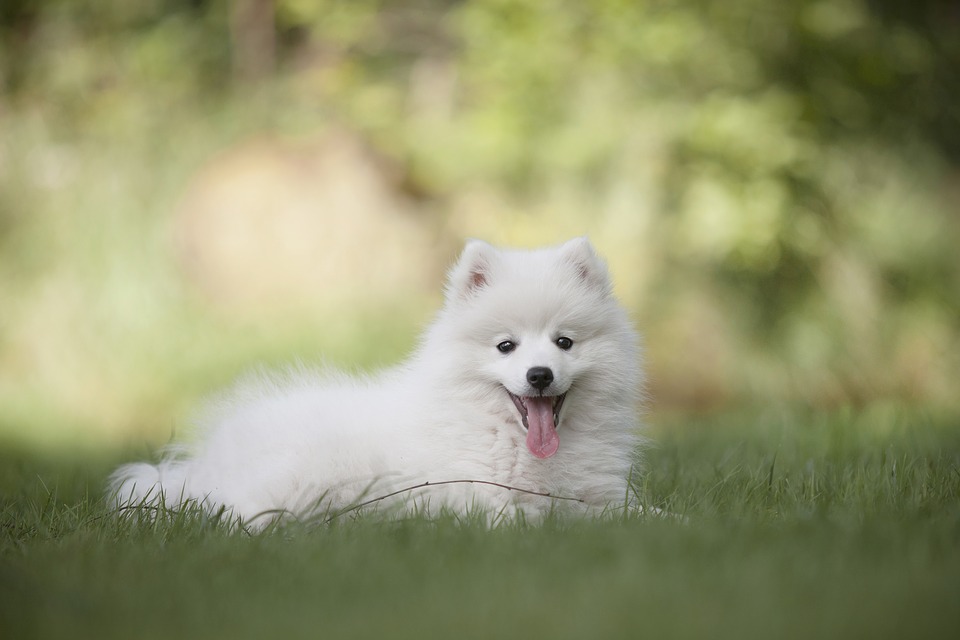 Indischer Spitz