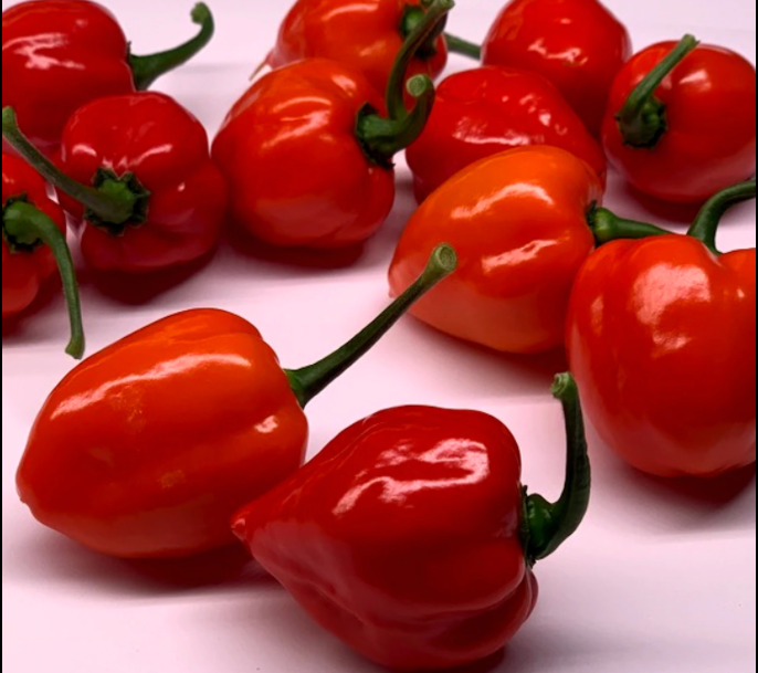 Habanero Czerwona papryka Savina