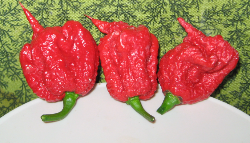 Carolina Reaper พริกที่เผ็ดที่สุดในโลก