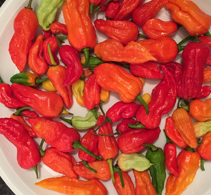 辣椒 Bhut Jolokia