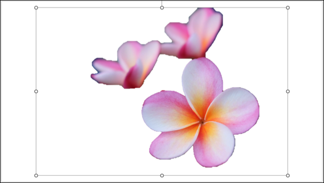 ลบพื้นหลังออกจากรูปภาพใน PowerPoint