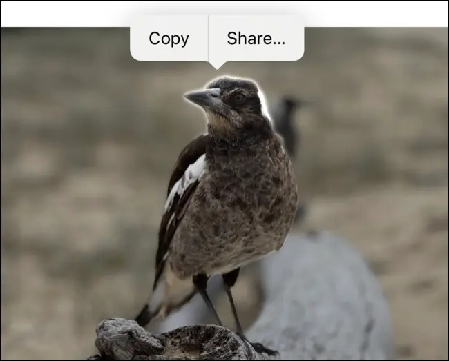 iOS 16 の写真アプリを使用して写真の被写体を分離する