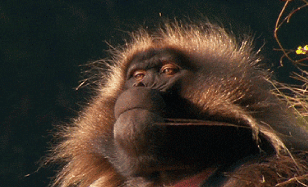 singe le plus froid | Le web inutile et les sites de l'ennui