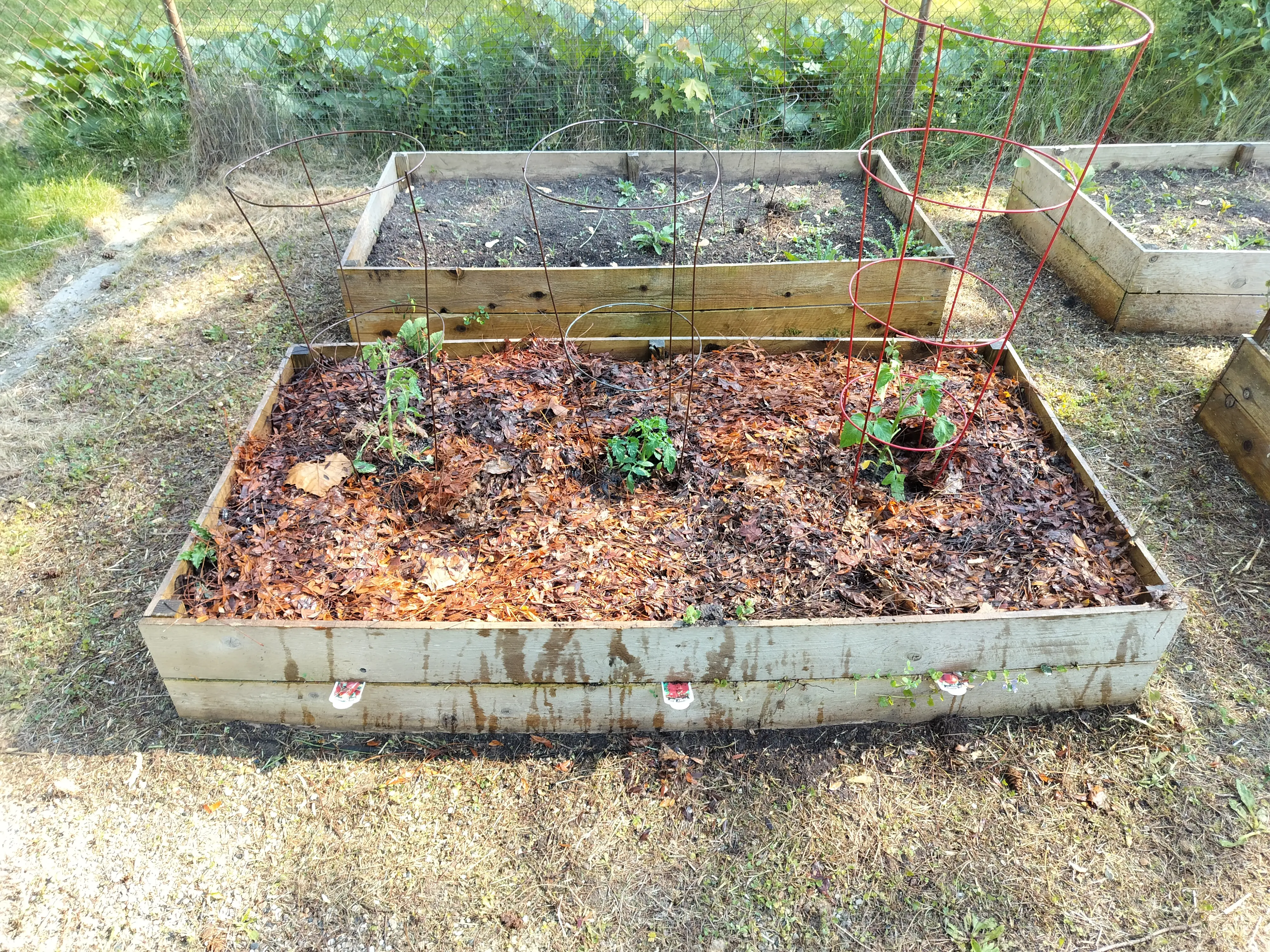 Tomates dans un jardin